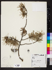 Pinus banksiana image