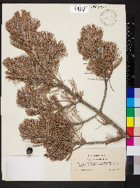 Pinus cembroides image