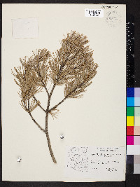 Pinus cembroides image