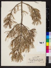 Pinus edulis image