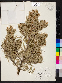 Pinus edulis image