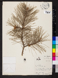 Pinus echinata image