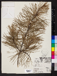 Pinus echinata image