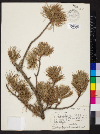 Pinus flexilis image