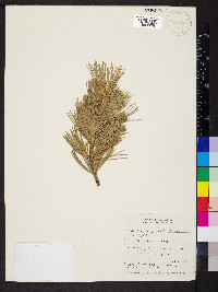 Pinus flexilis image