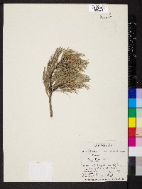 Pinus flexilis image