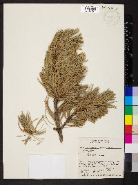 Pinus flexilis image