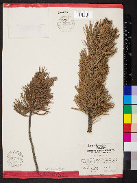 Pinus flexilis image