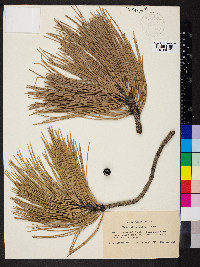 Pinus jeffreyi image