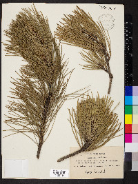 Pinus muricata image