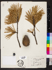 Pinus pungens image