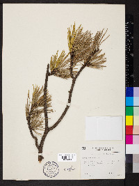 Pinus pungens image