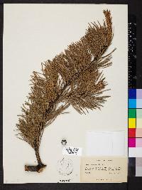 Pinus pungens image