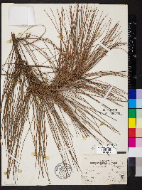 Pinus palustris image