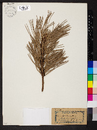 Pinus ponderosa image