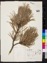 Pinus ponderosa image