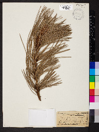 Pinus ponderosa image