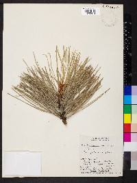 Pinus ponderosa var. scopulorum image