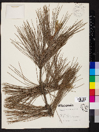 Pinus resinosa image