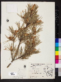 Pinus sylvestris image