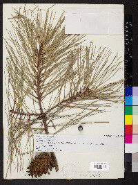 Pinus taeda image