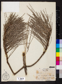 Pinus taeda image