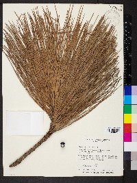 Pinus caribaea image