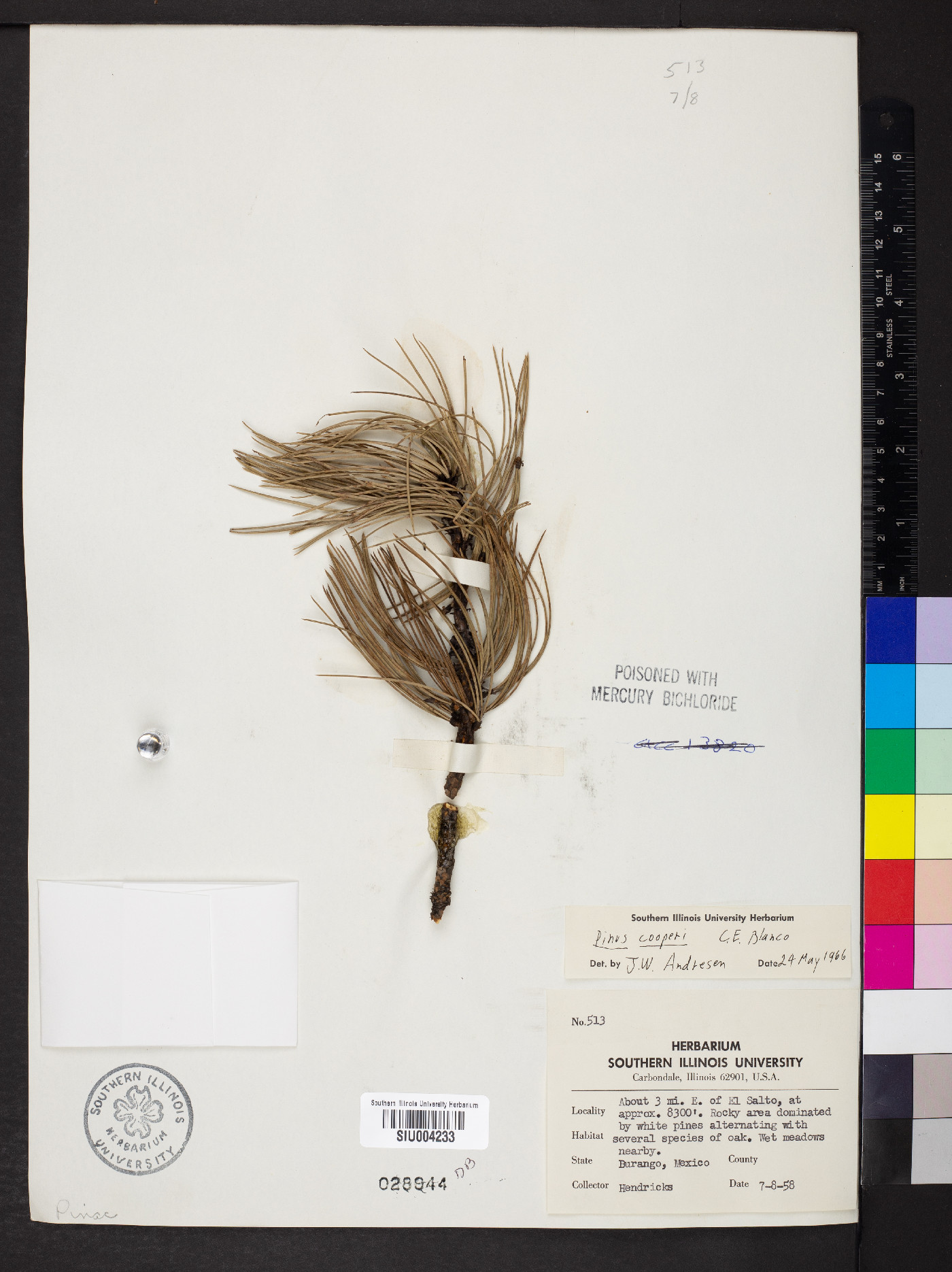 Pinus cooperi image