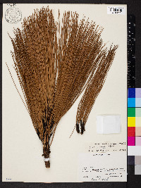 Pinus oocarpa image