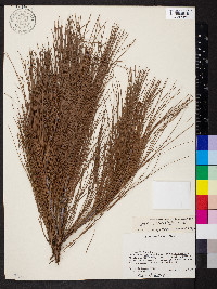 Pinus tecunumanii image