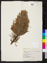 Pinus cembra image
