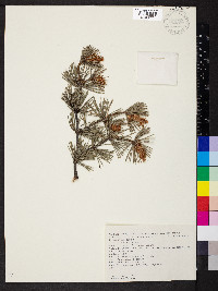 Pinus sylvestris image