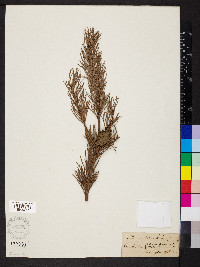 Pinus banksiana image