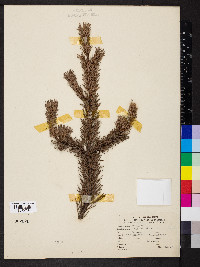 Pinus banksiana image
