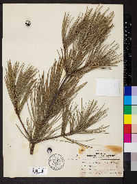 Pinus bungeana image