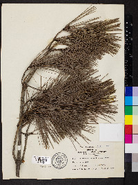 Pinus densiflora image