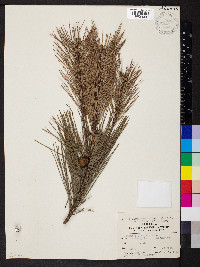 Pinus densiflora image