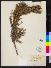 Pinus flexilis image