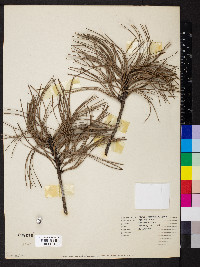 Pinus jeffreyi image