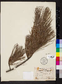 Pinus koraiensis image