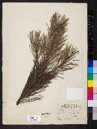 Pinus mugo image