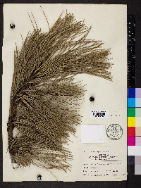 Pinus nigra image