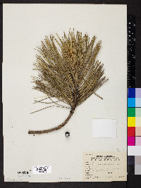 Pinus nigra image