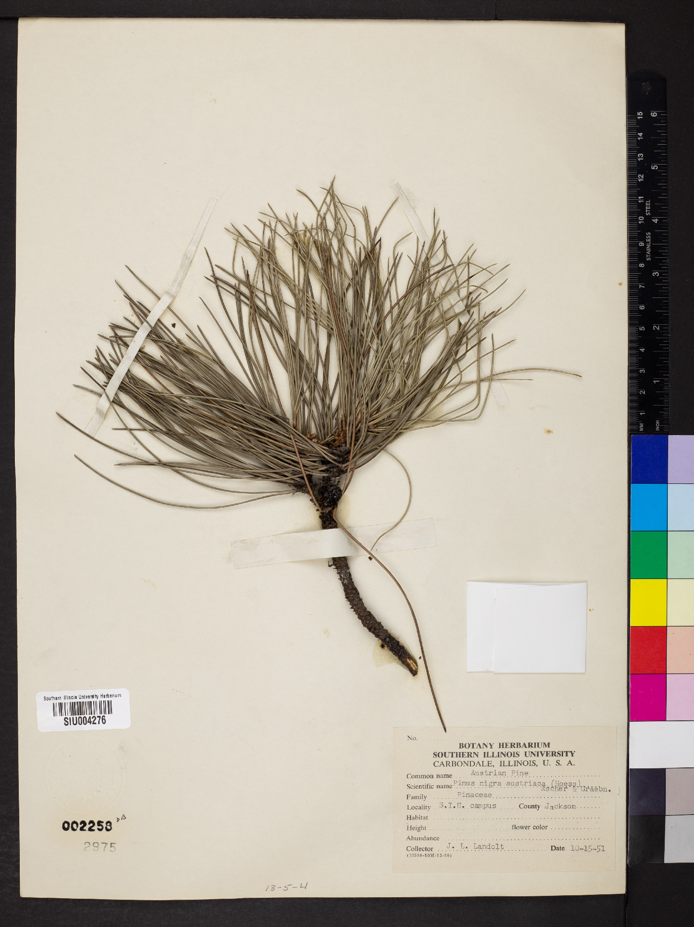 Pinus nigra subsp. nigra image