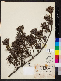 Pinus parviflora image