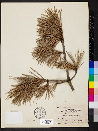 Pinus pungens image