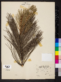 Pinus resinosa image