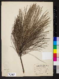 Pinus resinosa image