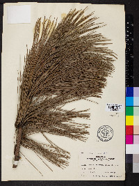 Pinus resinosa image