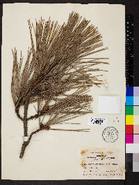 Pinus thunbergii image